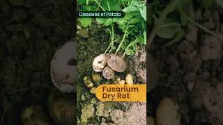 Potato Diseases l potato cultivation and disease l