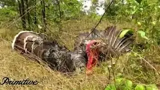 Primitive Technology -Awesome Quick Turkey Trap Using Traditional Trap That Work 100%