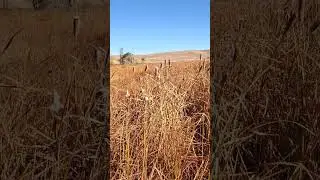 Broadleaf Cattail (Typha latifolia L.)