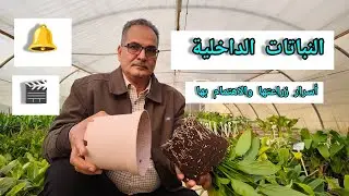 أسرار العناية بالنباتات الداخلية الضوء والتربة  و السقي وحجم السنادين والتسميد ونوع النبات سر النجاح
