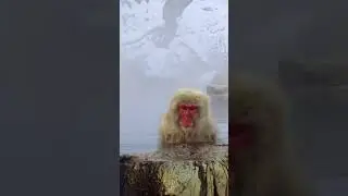 Japanese macaque or snow monkey relaxing in hot spring | Monkeys