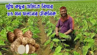 কচুর চাষের আধুনিক কৌশল বা নিয়ম। যশোরের কৃষকদের কাছে সোনার ফলন। বিঘায় এক লাখ টাকা আয় সম্ভব 