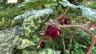 Podophyllum Spotty Dotty - A Foliage Plant for Part Shade