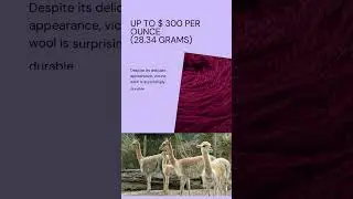 Vicuna yarn  - The most expensive yarn in the world!