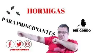 C&oacute;mo Iniciar Desde Cero En La Cria de Hormigas