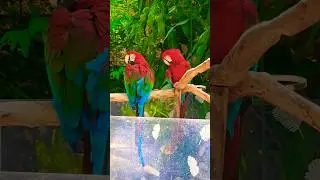 ✨️🦜✨️ #love #nature #explore #bizarre #plants #travel #birds #cool #fun #wildlife #adventure #funny