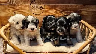 Mini Schnauzers Playing! 🐾♥️
