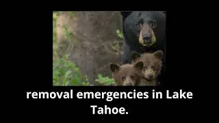Massive 550 lb bear removed from under house You Won't Believe How They Did It
