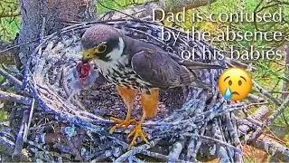 #158🦅✝️🐥🐥30°／Falcon Nest 2025🇬🇧 Forestry England South Forest District／Powerd by WildlifeWindows
