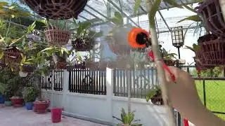 Orchids for beginners: How to spray water mist for orchids?