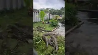 Crocodile fun😍