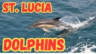 Too Many Dolphins To Count! A Great Cruise Excursion In St. Lucia!