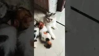 #Cat 🐈 family group videos#💞🐈&zwj;⬛