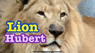 Lion 🦁 Hubert and Kalisa LAZoo