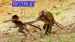 LOOK!! JANNA MISTREATS BABY BRIGHTEN WHILE BRIANNA NOT KNOWN, JANNA MAKES MESS TO OTHER BABY MONKEY