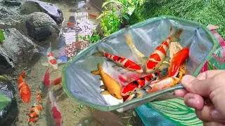Serok ikan menangkap ikan hias, ikan mas, ikan koi, ikan predator