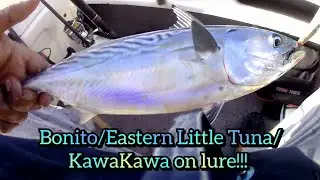 Targeting Bonito on the Backline (New Species Caught on Lure!) #bonito #easternlittletuna #kawakawa
