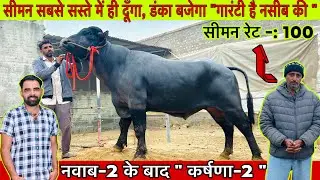 पशुपालकों की हुई मोज नवाब-2 के बाद किया कर्षणा-2 लांच,सीमन मात्र 100 रुपय -NASIB BARSOLA-99920 49969