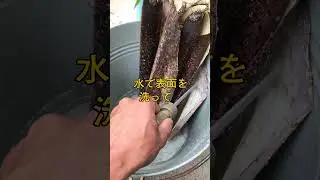竹皮を取るなら今！ #shorts