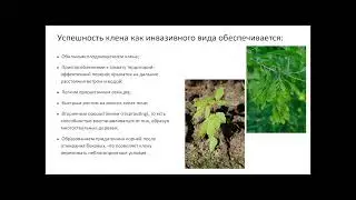 Формирование вторичного ареала Acer negundo в Старом свете