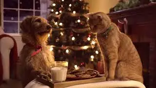 Christmas Story( Cat and dog)