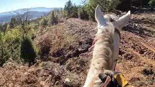 Hacking our way trough. Arabian stallion, natural horsemanship