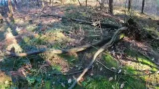 Recherche d'une biche blessée avec un Chien de Rouge.