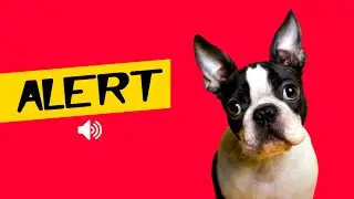 ALERT! Sounds That Dogs & Puppies Love To Hear 🐶