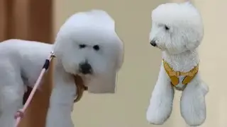 Secreto para gumanda gayahin ninyo ako tara samahan ninyo ako 🏃🏽🏃🏽🚶🏽🚶🏽🐕🐕🐩🐩