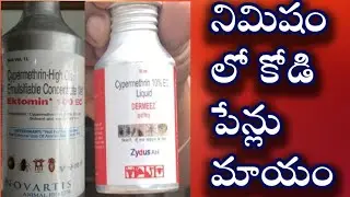 జాతి కోళ్ల లో వచ్చే కోడిపెన్లు నిర్వహణ||జాతి కోళ్ల పెంపకం||#loveindia143sunil