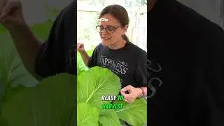 Grow Mustard Greens  Your Guide to Thriving Plants