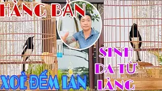 HÀNG QUÊ XẠCH TƯNG—NẾT CHƠI MÃN NHÃN—ĐUÔI XOÈ LÁ VẢ—CHƠI NHƯ MÁY#chimcanhphuonghieu #chimcanh 