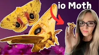Take a look at the beautiful io Automeris Bullseye Moth with me