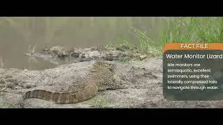 Monitor Lizard
