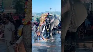panguni uthira festival in #sabarimalai #sabarimala #ayyappan #ayyappa #ayyan #appa #amma #ayyapım