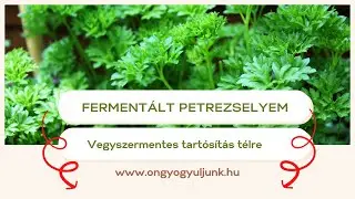 Petrezselyem tartósítása fermentálással télre