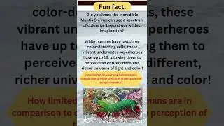 The possible limitations of human. #amazingdiscovery #history #animalshort #funfacts #mantisshrimp