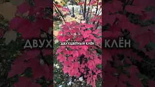ДВУХЦВЕТНЫЙ КЛЁН