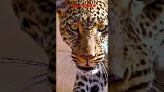 The Power of Intensity and Agility #leopard #intense #agility #tree #africa #safari