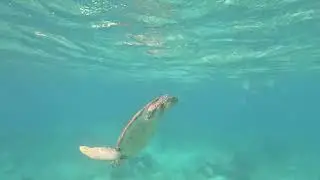 Schnorcheln mit Seekuh und Schildkröten