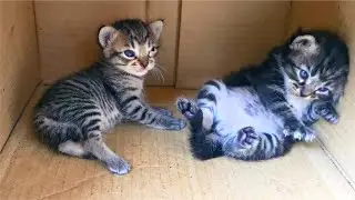 Tiny Kittens Learning To Walk For The First Time! Kitten Keeps Falling - Cats Meowing
