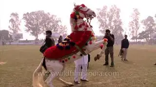 Horse dancing display or animal cruelty at work? Pushkar and Rural Olympics pass this off as culture