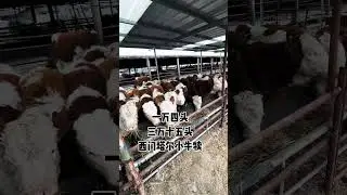 Improved Simmental Young Bull | Large-Scale Cattle Farm Life