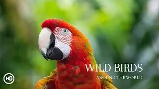 Wild Birds Video (4K) | Relaxation Forest Sounds | Wild Nature Unleashed