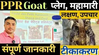 Goat PPR 👍बकरी प्लेग यानी महामारी, लक्षण, उपचार, टीकाकरण // Treatment of PPR Disease // Vaccination