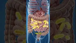 Lemon Inside Your Body 🍋 #foodscience #3danimation #lemonwater #lemon