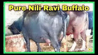 💥 Top Nili Ravi Buffalo 🐃 Punjab Pakistan | Heavy Milk Power 💪