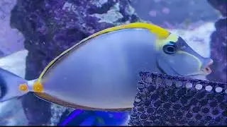 Only Fins: Tigs the Blonde Naso Tang (Naso Elegans)