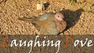 Laughing Dove Bird Call & Video - Laughing Dove Sound & Song - Common Birds | Stories Of The Kruger