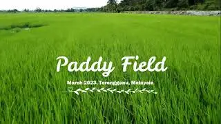 Flying Over a Stunning Rice Field | Drone Footage